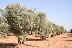 Continúan inscribiendo para la zafra de recolección de olivos