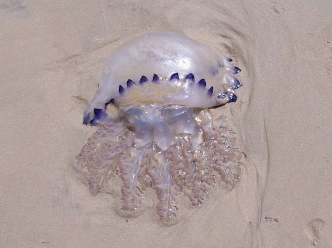 Pica pica: nos asomamos al mundo de las medusas