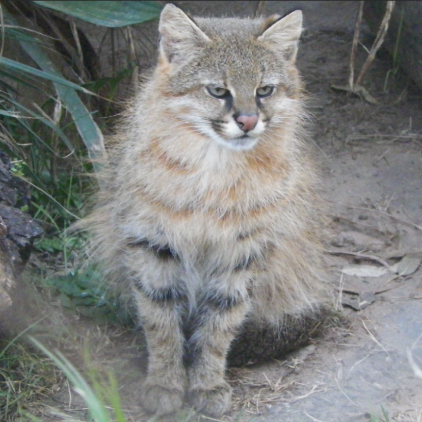 La columna de Coendú: conociendo al gato de pajonal