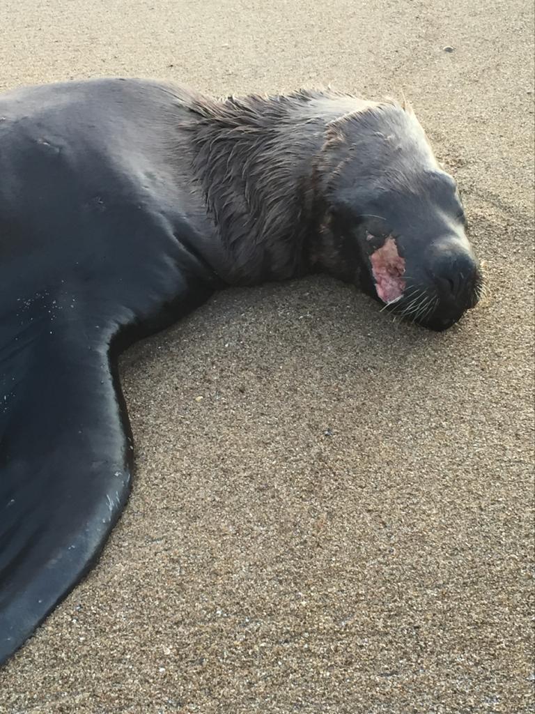 Lobo marino herido en el faro “lo mejor es dejarlo tranquilo para que se  recupere”