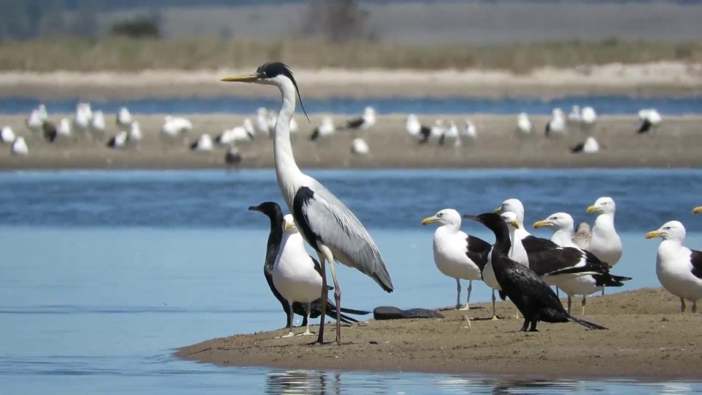 La importancia de Uruguay en el mundo de las aves
