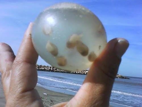  Qué son esos huevos que aparecen en la playa?