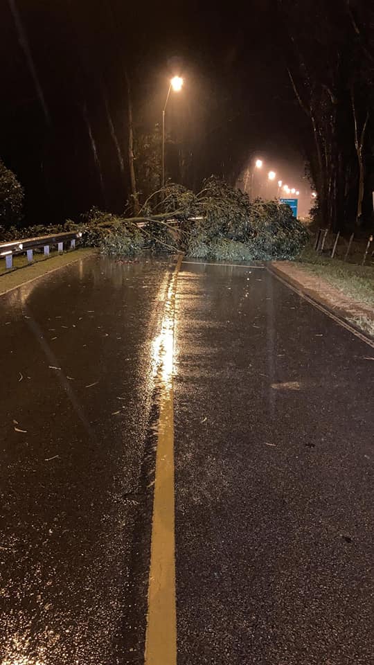 Fuertes vientos durante la madrugada provocaron caída de árboles y voladura  de techos