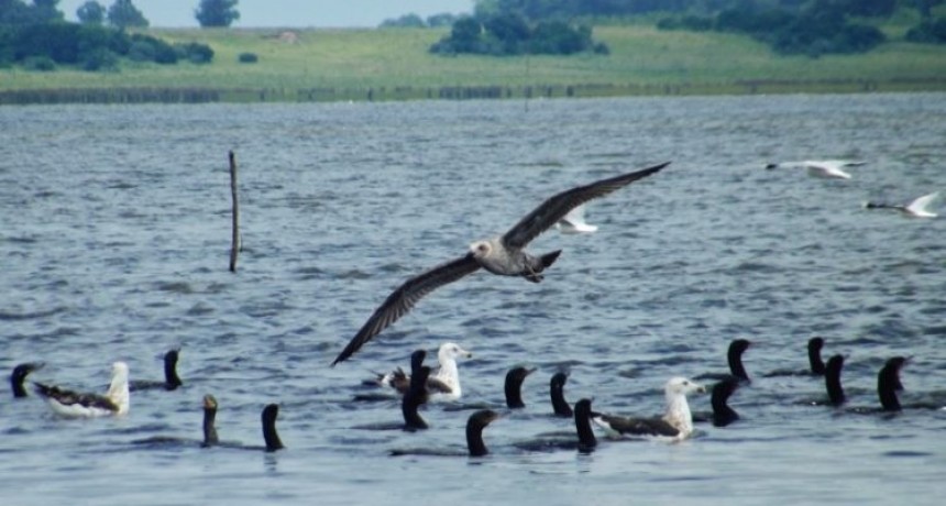 Gran día de observación de aves en la Laguna de Rocha