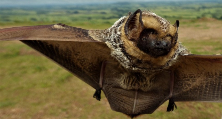 La columna de Coendú: murciélago escarchado