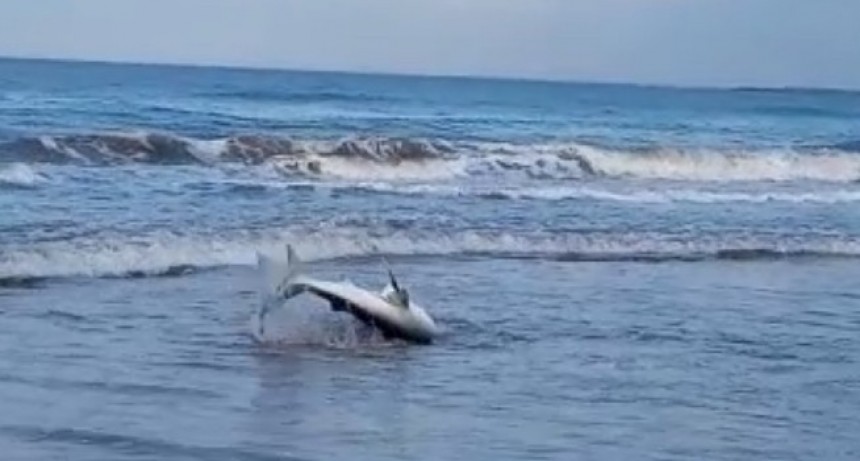 Varó un tiburón en Costa Azul 