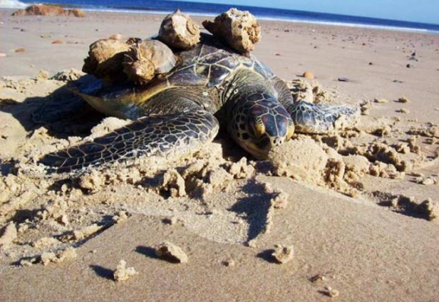 Advierten por varamiento de tortugas en la costa