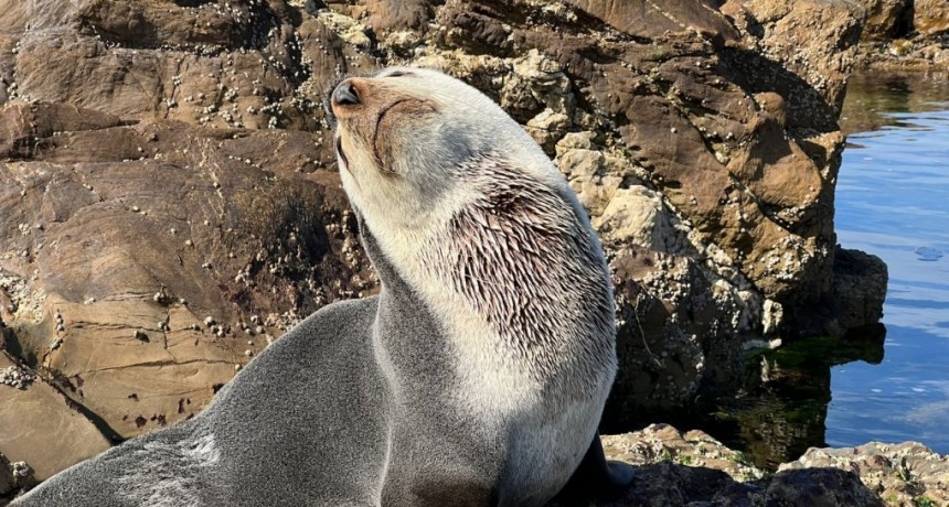 Lobo subantártico: crece el número de ejemplares que nos visitan