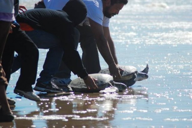 Liberaron tortugas rehabilitadas en playa Bahía 