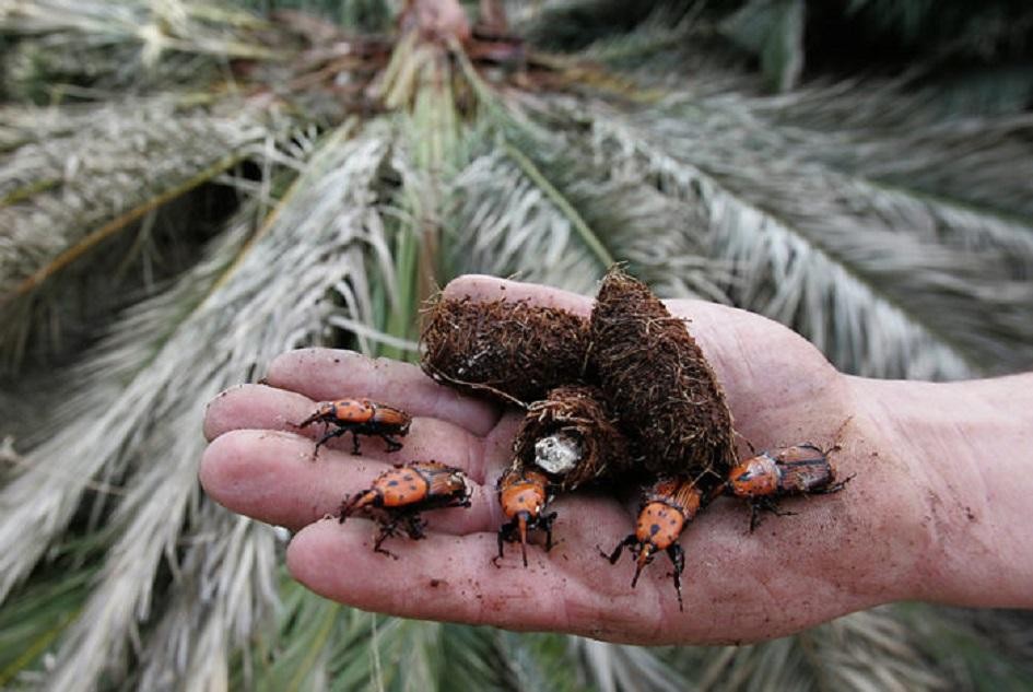 Rocha en alerta por el picudo rojo: “queremos que la gente nos avise si detecta alguna anomalía en alguna palmera”