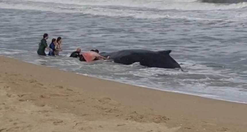DINARA gestiona un último intento de rescate de la ballena varada en La Paloma
