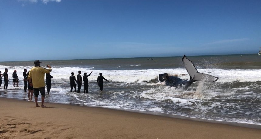 Voluntarios lograron devolver la ballena mar adentro