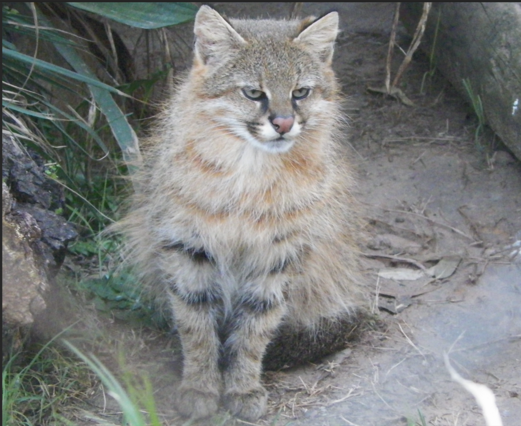 La columna de Coendú: conociendo al gato de pajonal
